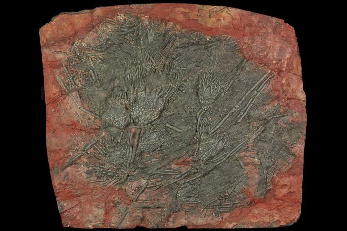 Crinoid (Scyphocrinites) Plate - Boutschrafin, Morocco #116841